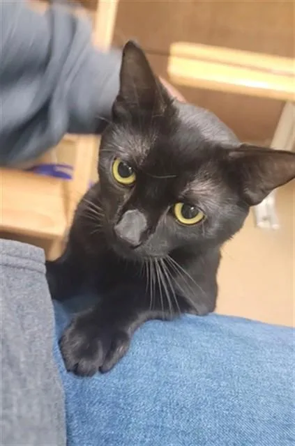 A young small-sized male Domestic Short Hair cat named Ambrose for adoption in Saint Peters, MO