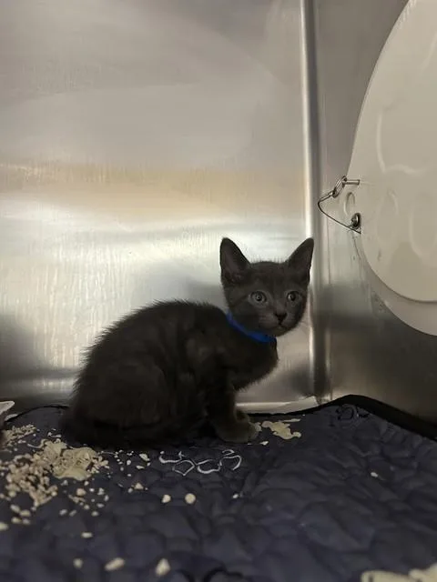 A baby small-sized male Domestic Short Hair cat named Angel for adoption in Riverside, CA