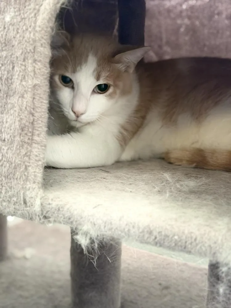 An adult large-sized male Domestic Medium Hair cat named Bruce for adoption in Ontario, CA