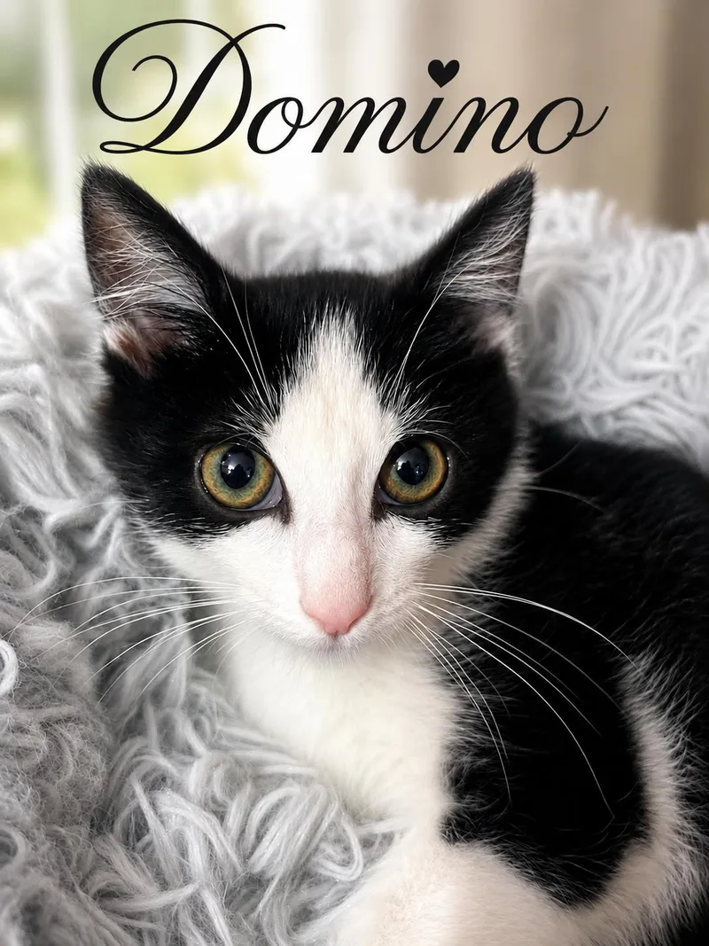 A baby medium-sized male Black & White / Tuxedo Domestic Short Hair cat named DominoC for adoption in Greenville, DE