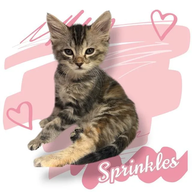 A baby small-sized female Domestic Medium Hair cat named Sprinkles for adoption in Visalia, CA