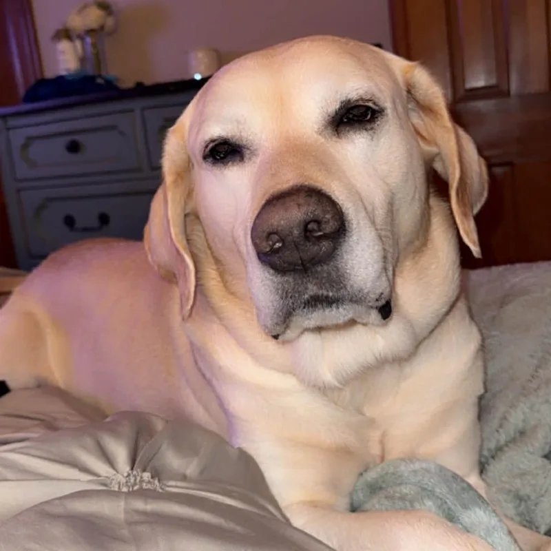 An adult large-sized male White / Cream Yellow Labrador Retriever dog named Buddy for adoption in Austell, GA