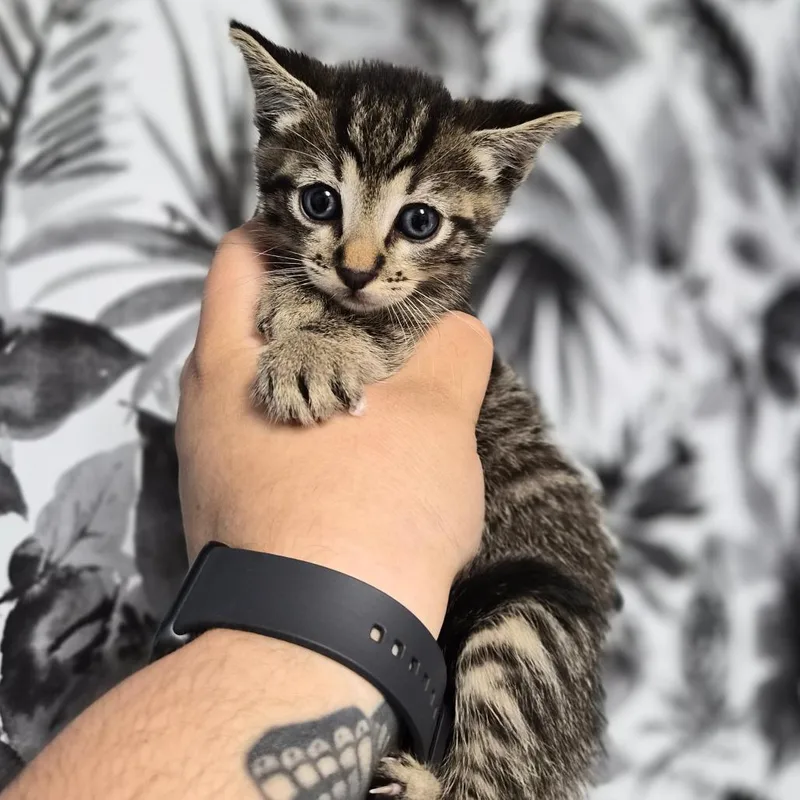 A baby small-sized male Gray / Blue / Silver Domestic Short Hair cat named Otter for adoption in Wahiawa, HI