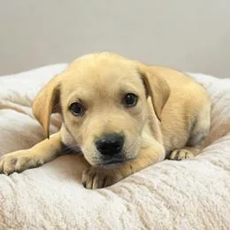 A baby medium-sized male Yellow / Tan / Blond / Fawn Labrador Retriever dog named Ny Trek Avail Jun for adoption in Stormville, NY