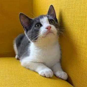 A baby small-sized male Gray / Blue / Silver Domestic Short Hair cat named Splash for adoption in FAIRWAY, KS