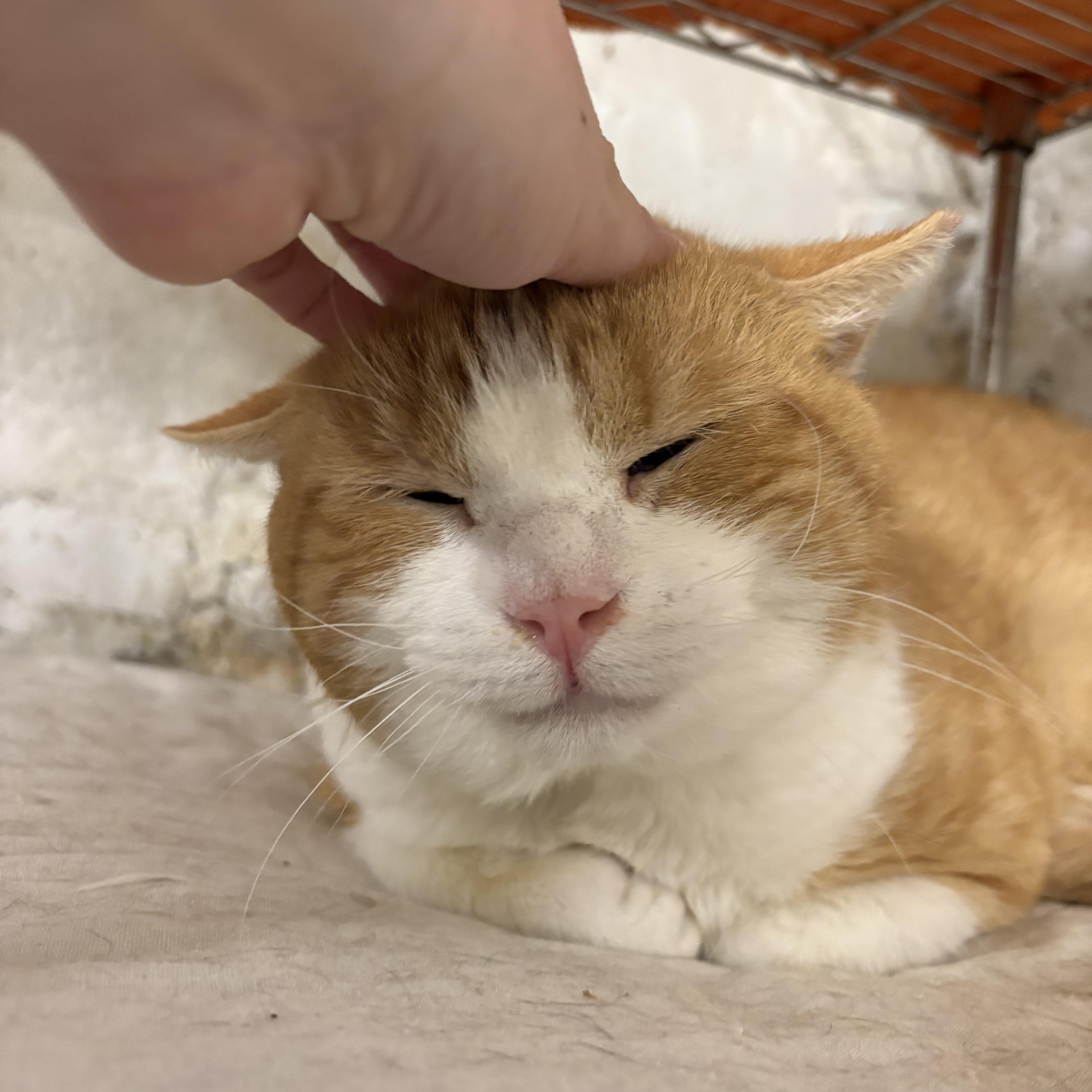 Antonio  Felv+ Gentle thumbnail 4