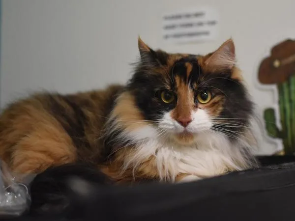 An adult small-sized female Domestic Medium Hair cat named Milli for adoption in Portland, OR