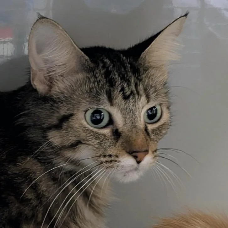 A young medium-sized female Domestic Medium Hair cat named Cattleya for adoption in Chicago, IL