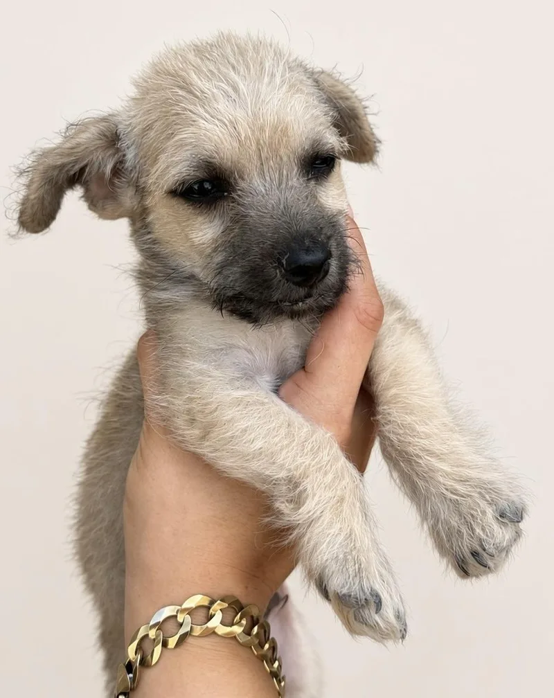 A baby small-sized male Terrier dog named Ken for adoption in Southlake, TX