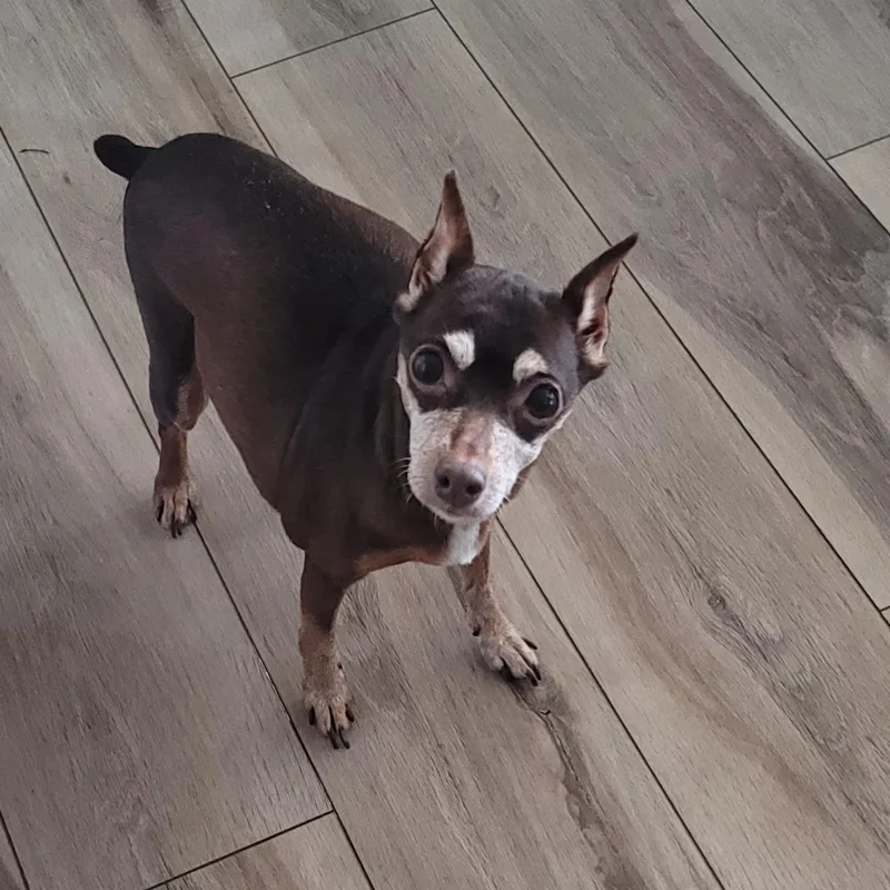 A senior small-sized female Miniature Pinscher dog named Vicki for adoption in Midlothian, VA