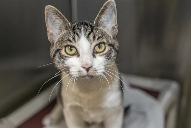A baby medium-sized male Domestic Short Hair cat named A for adoption in Charlotte, NC