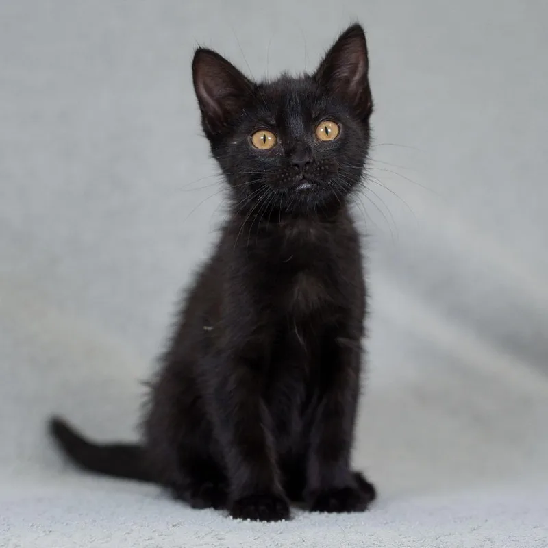 A baby small-sized female Black Domestic Short Hair cat named Amedei for adoption in Sunnyvale, CA