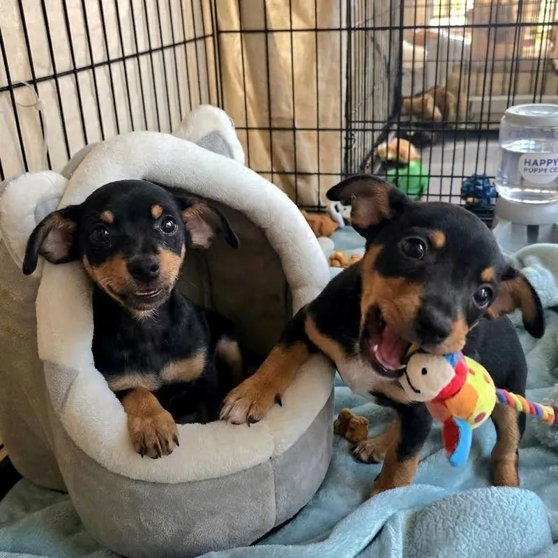 Hercules thumbnail 3