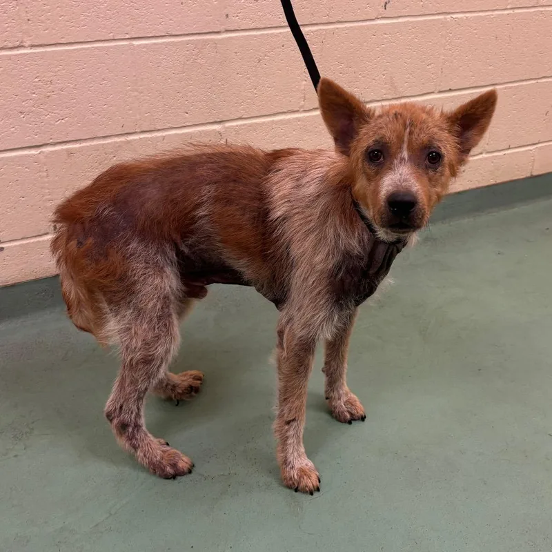 A young medium-sized male Brown / Chocolate Mixed Breed dog named Oz for adoption in Bartlett, TN