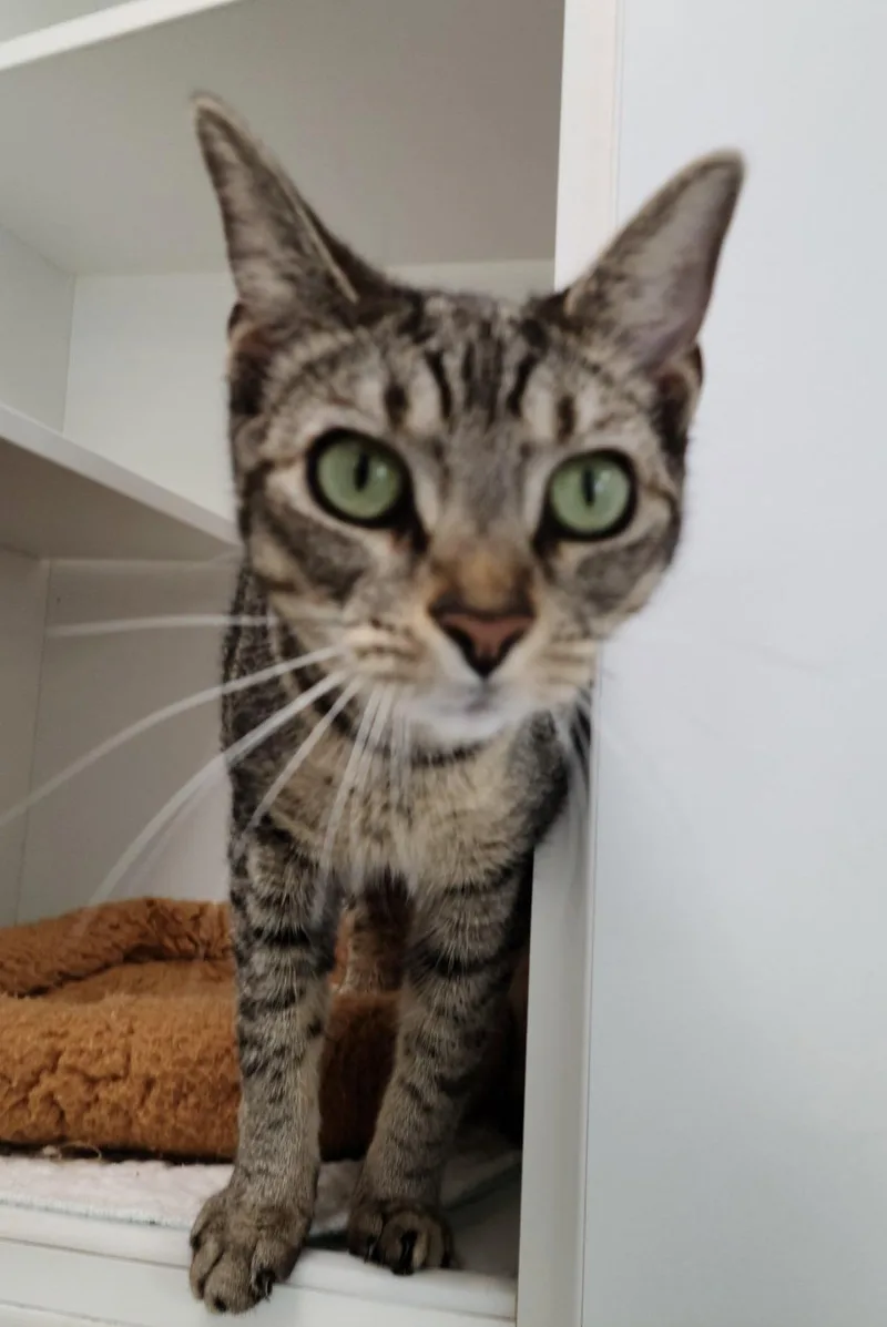 A young medium-sized female Domestic Short Hair cat named Paradise Point for adoption in Satellite Beach, FL