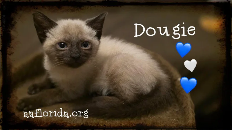 Dougie