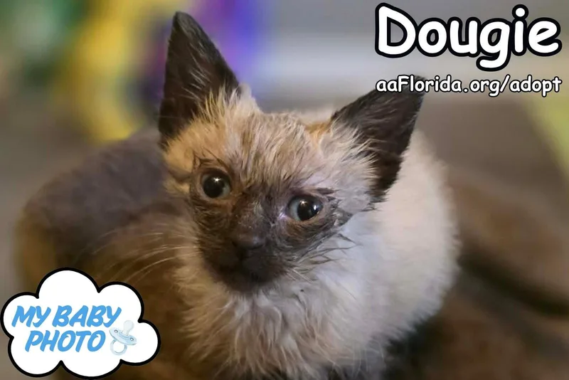 Dougie thumbnail 2