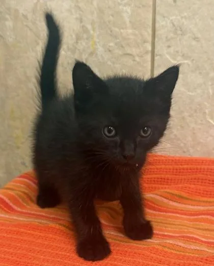 A baby small-sized male Domestic Short Hair cat named Fleur for adoption in Honolulu, HI