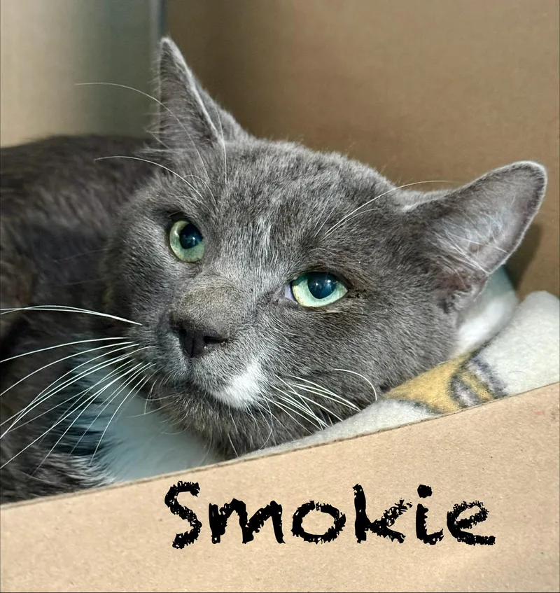 Smokie