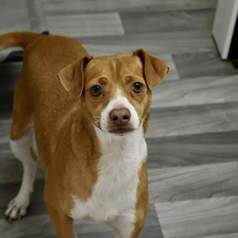 An adult small-sized female Beagle dog named Nala for adoption in Graham, WA