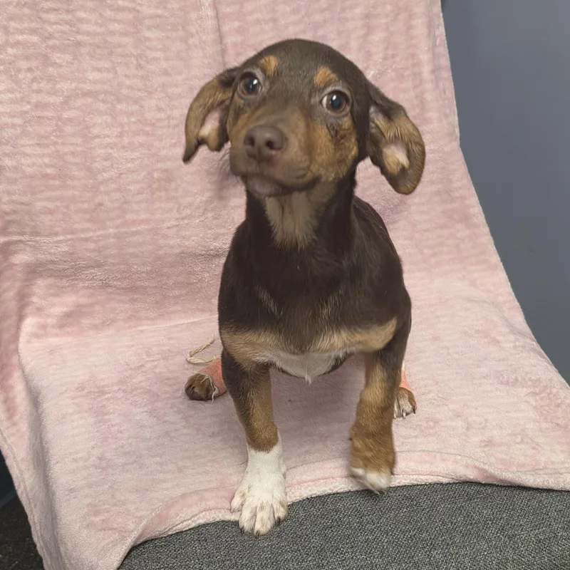 A baby small-sized female Dachshund dog named Amy for adoption in Lacona, NY