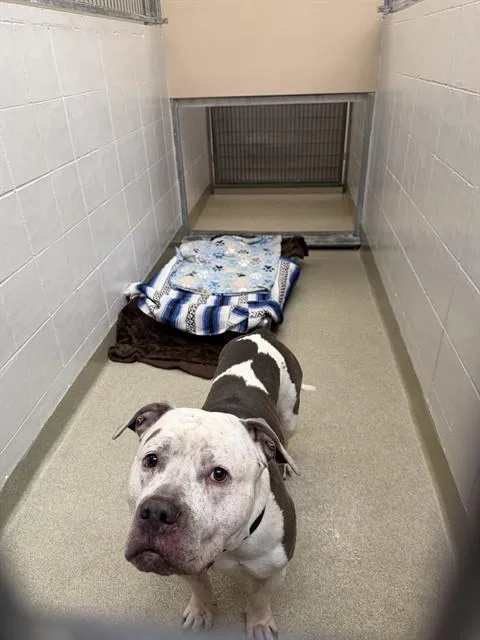 An adult large-sized male American Bulldog dog named Sarge for adoption in Omaha, NE