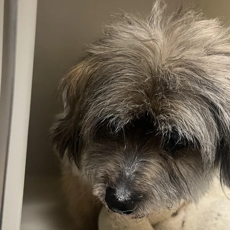 A senior small-sized male Brown / Chocolate Mixed Breed dog named Duke for adoption in Harrisonburg, VA
