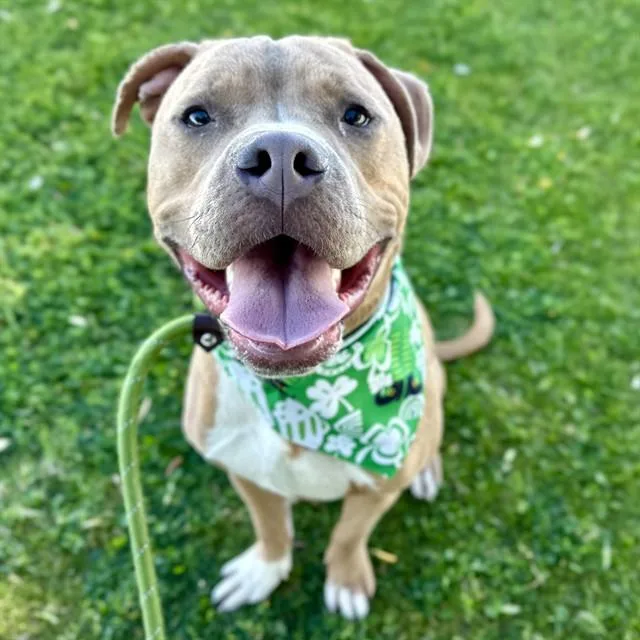 A young large-sized male Pit Bull Terrier dog named Hugo for adoption in Mesa, AZ