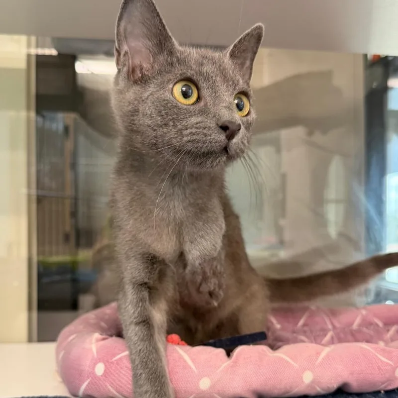 A young small-sized female Gray / Blue / Silver Domestic Short Hair cat named River for adoption in League City, TX