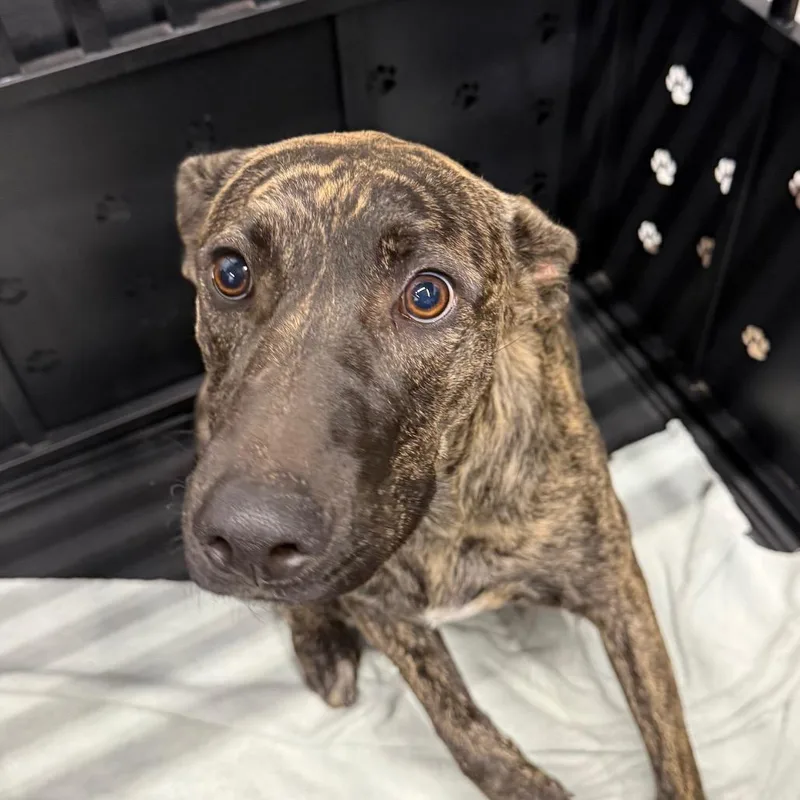 A young medium-sized female Brindle Mountain Cur dog named Maeve for adoption in Abilene, TX