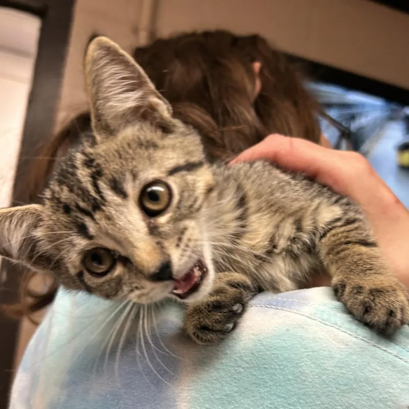 A baby small-sized male Brown / Chocolate Domestic Short Hair cat named Buzz Lightyear for adoption in Newport, NC