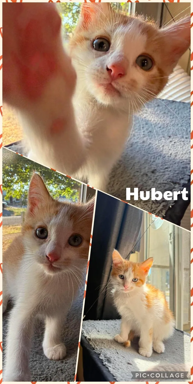 A baby small-sized male Orange & White Domestic Short Hair cat named Hubert for adoption in Newberg, OR