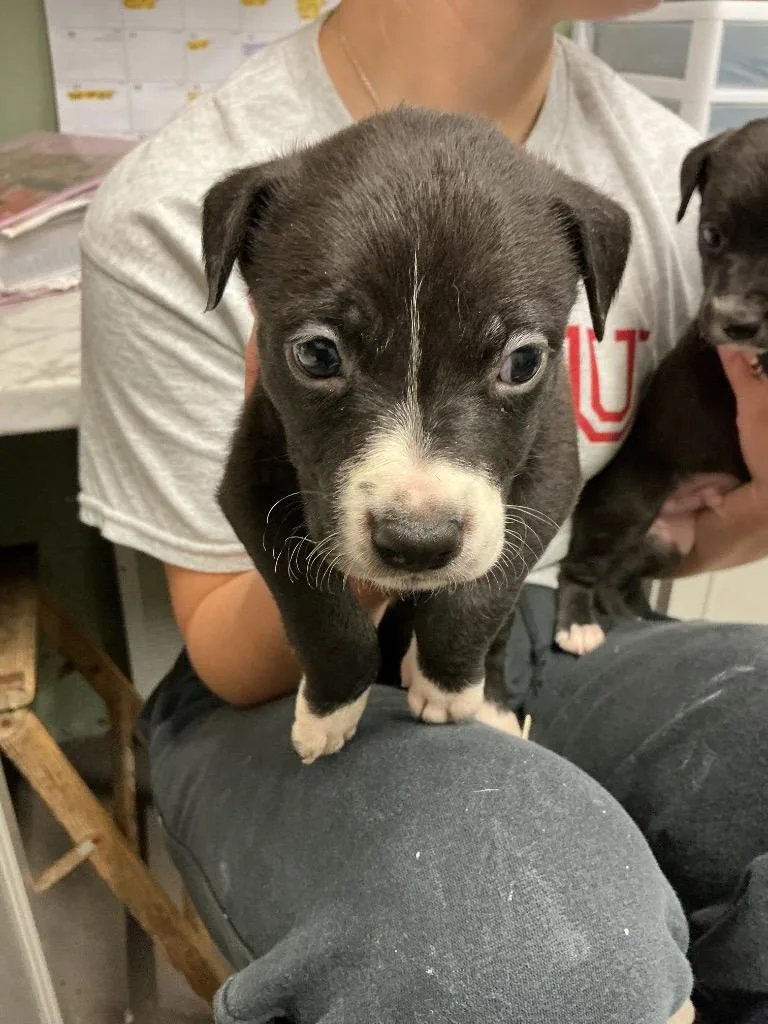A baby small-sized male Pit Bull Terrier dog named Courage for adoption in Dyersburg, TN