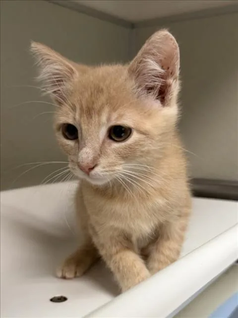 A baby small-sized male Domestic Short Hair cat named Rolf for adoption in Tracy, CA