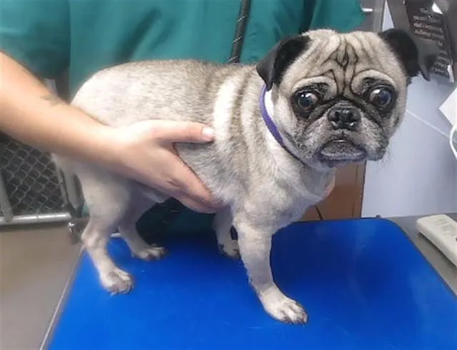 An adult small-sized male Pug dog named Dexter for adoption in Phoenix, AZ