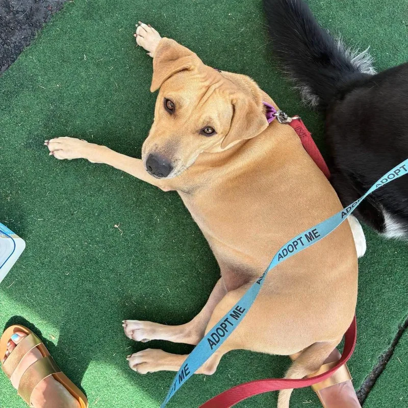 An adult large-sized female Yellow / Tan / Blond / Fawn Yellow Labrador Retriever dog named Nala for adoption in Grand Junction, CO