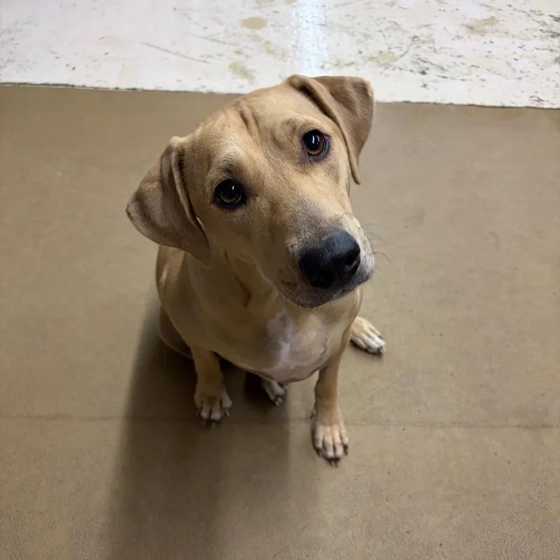 Nala thumbnail 2