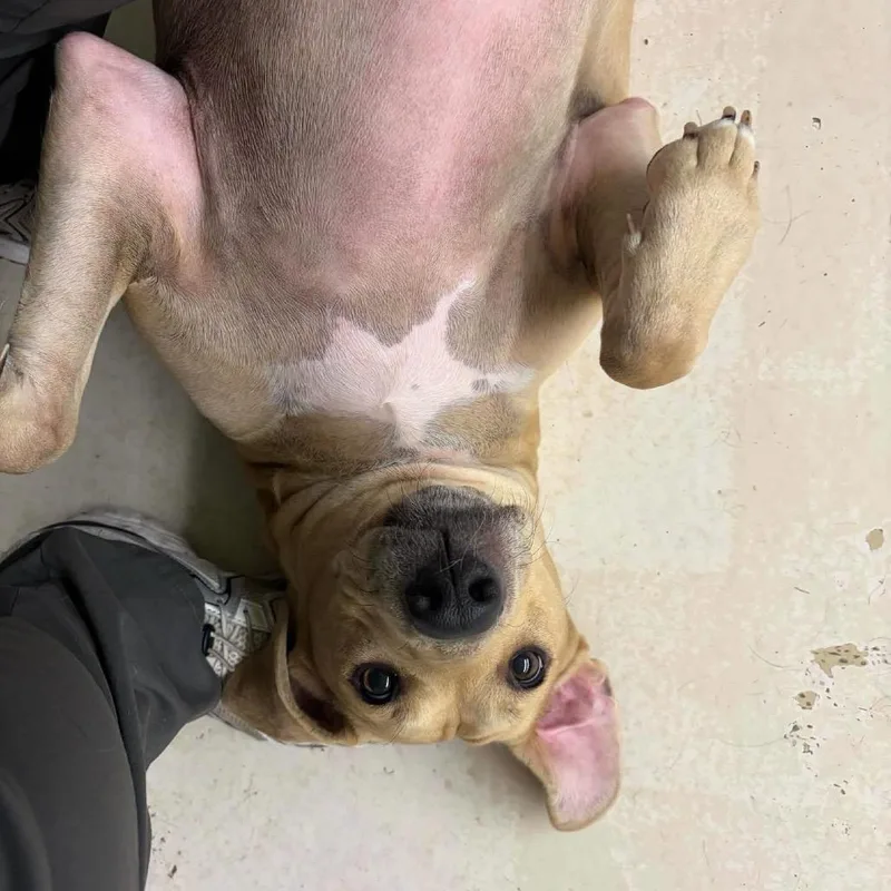 Nala thumbnail 3