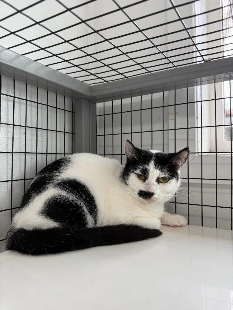 An adult medium-sized female Domestic Short Hair cat named Kit for adoption in Brookings, OR