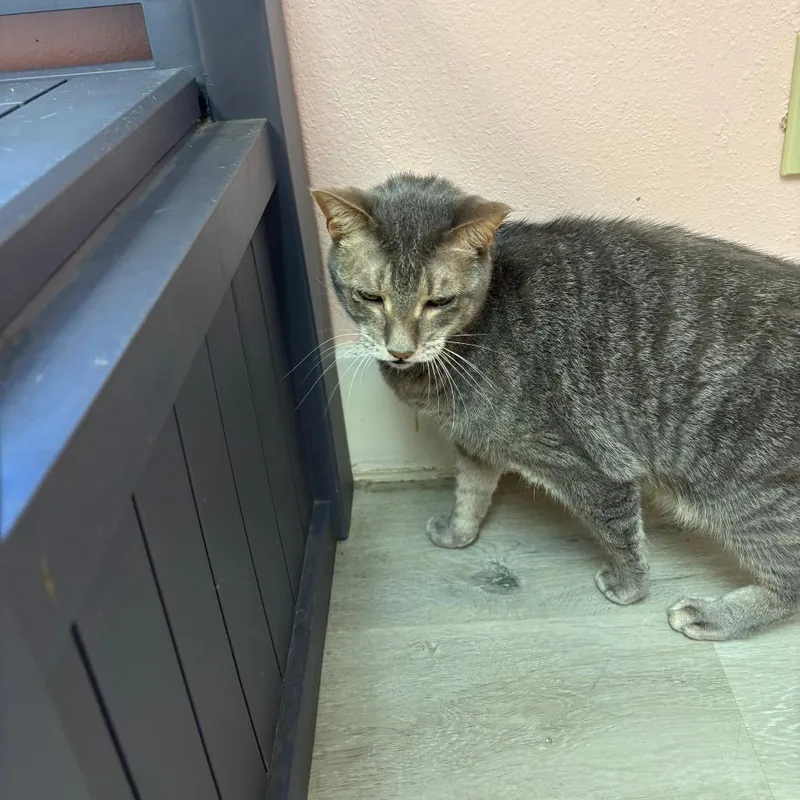 A senior large-sized male Gray / Blue / Silver Domestic Short Hair cat named Simpson for adoption in Royse City, TX