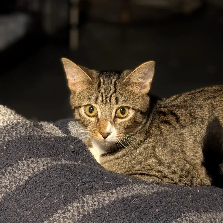 A young small-sized female Brown / Chocolate Domestic Short Hair cat named Briar for adoption in Greensburg, PA