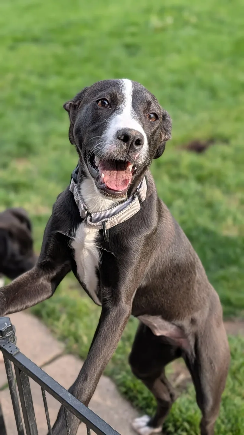 A young large-sized female Pit Bull Terrier dog named Seagull for adoption in New Baltimore, MI