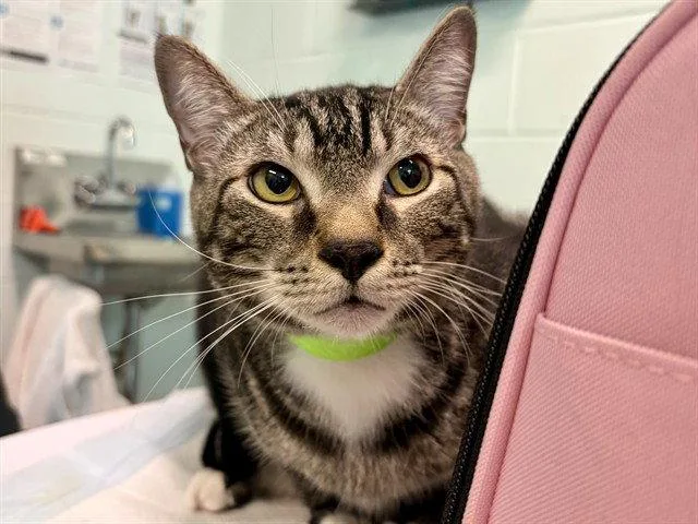 A young medium-sized male Brown / Chocolate Domestic Short Hair cat named Betty for adoption in Tavares, FL