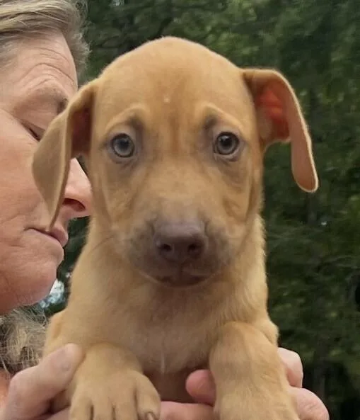 A baby medium-sized male Brown / Chocolate Hound dog named Baby Max for adoption in Washington, DC