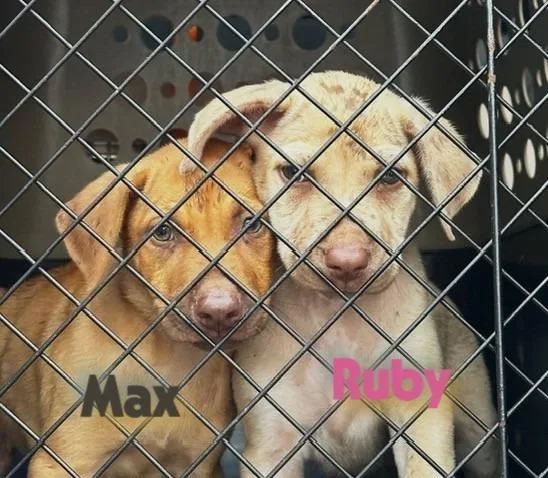 Baby Max thumbnail 2