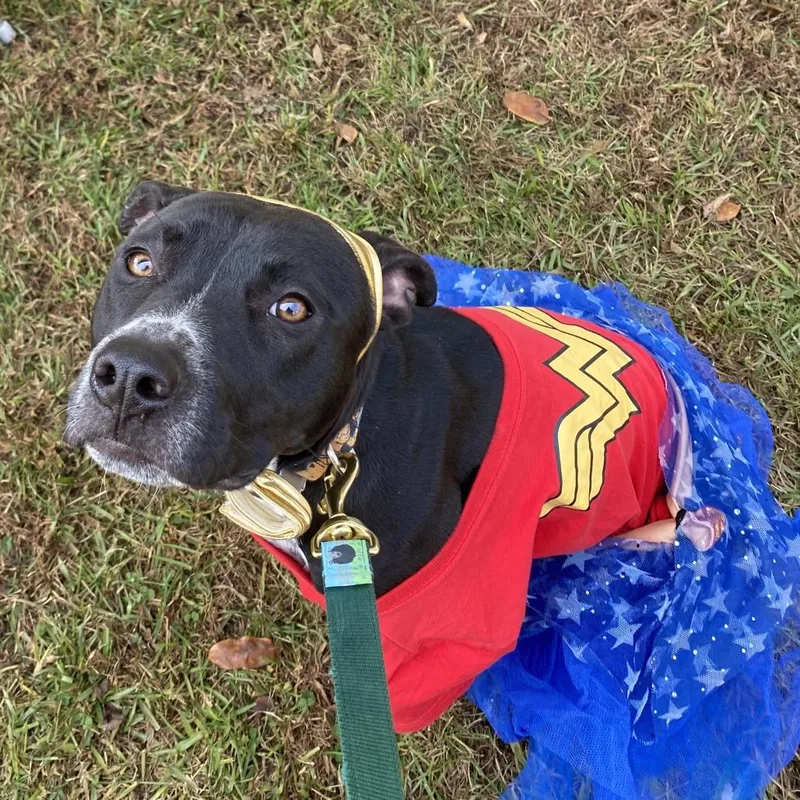 An adult medium-sized female Black Mixed Breed dog named Mammy for adoption in Simpsonville, SC