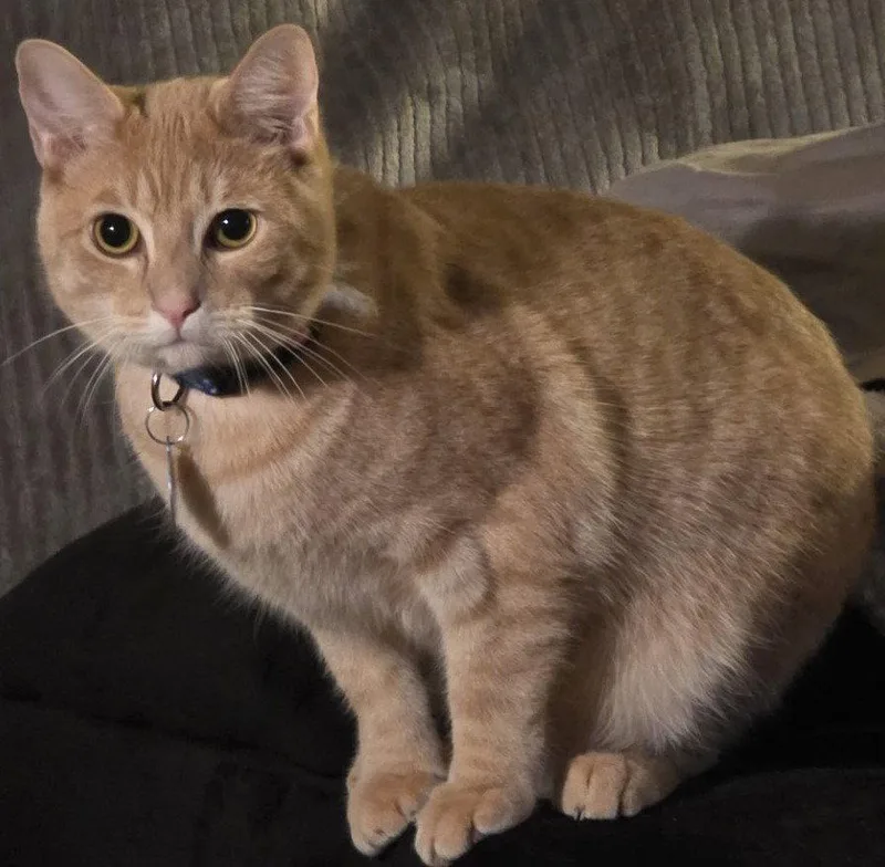 Nacho thumbnail 2