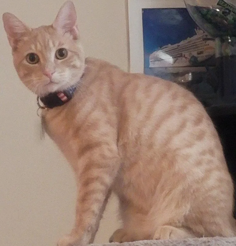 Nacho thumbnail 3