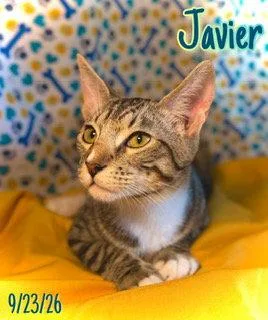 A baby medium-sized male Domestic Short Hair cat named Javier for adoption in Pleasanton, TX