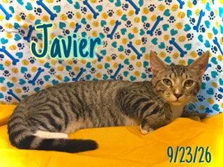 Javier thumbnail 3